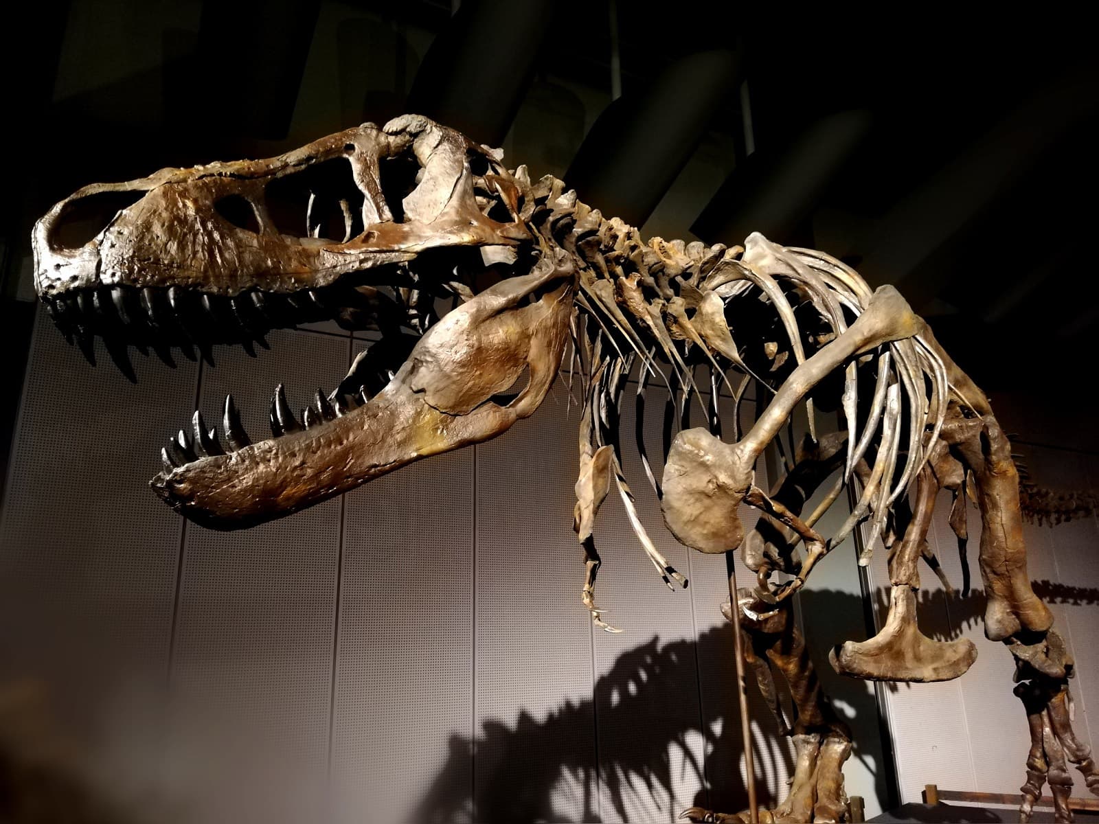 ティラノサウルス展 ～T. rex驚異の肉食恐竜～
