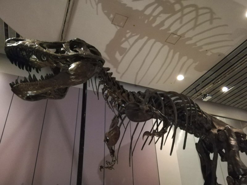ティラノサウルスの復元骨格標本