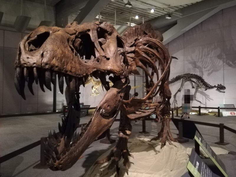 今にも襲い掛かってきそうなティラノサウルスの骨格標本