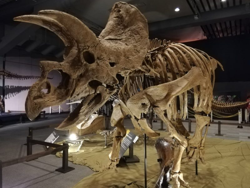 ティラノサウルス展のトリケラトプスの全身骨格標本